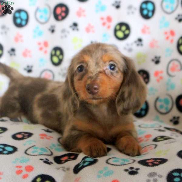 Gigi, Dachshund Puppy