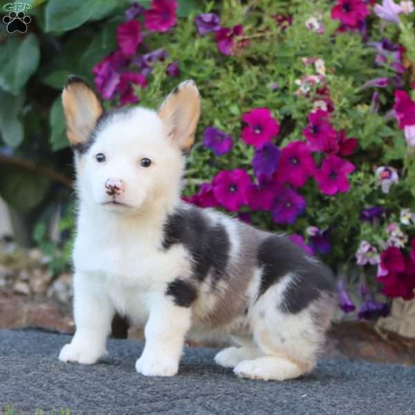 Gigi, Pembroke Welsh Corgi Puppy