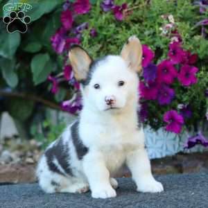 Gigi, Pembroke Welsh Corgi Puppy