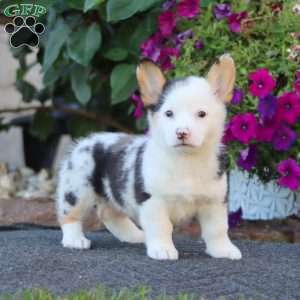 Gigi, Pembroke Welsh Corgi Puppy
