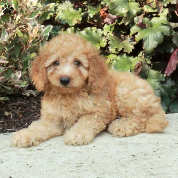 Gilbert, Mini Goldendoodle Puppy