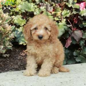 Gilbert, Mini Goldendoodle Puppy