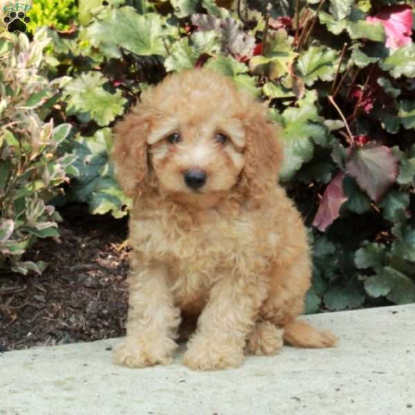 Gilbert, Mini Goldendoodle Puppy