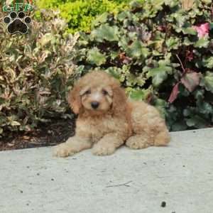 Gilbert, Mini Goldendoodle Puppy