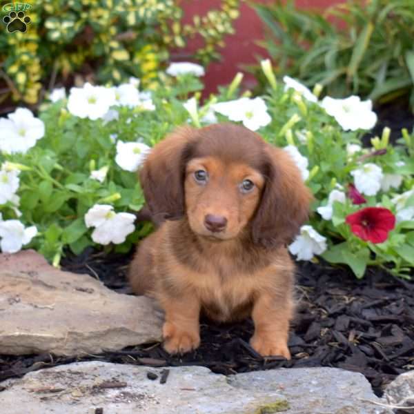 Gilligan, Dachshund Puppy