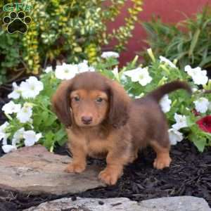 Gilligan, Dachshund Puppy