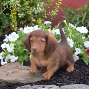 Gilligan, Dachshund Puppy