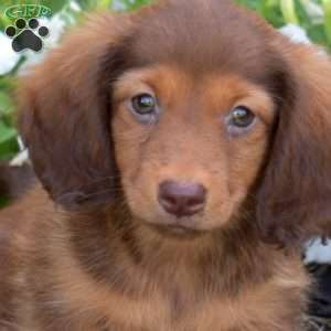Gilligan, Dachshund Puppy