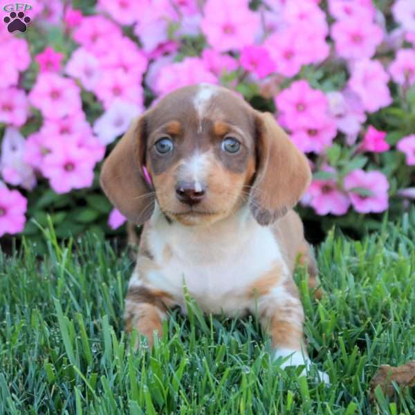 Gina, Dachshund Puppy
