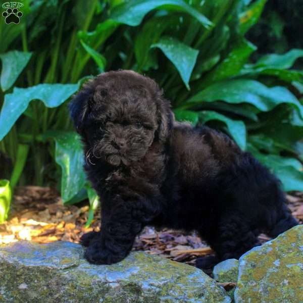 Gina, Shih-Poo Puppy