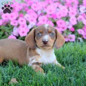 Gina, Dachshund Puppy