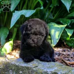 Gina, Shih-Poo Puppy