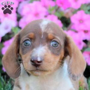 Gina, Dachshund Puppy