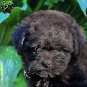 Gina, Shih-Poo Puppy