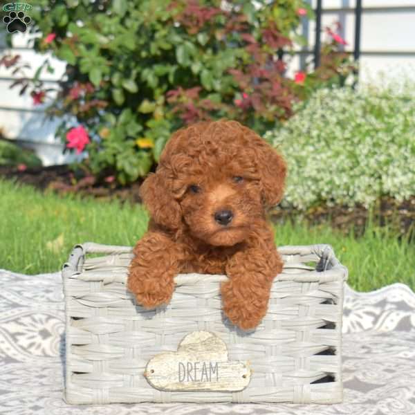 Ginger, Miniature Poodle Puppy