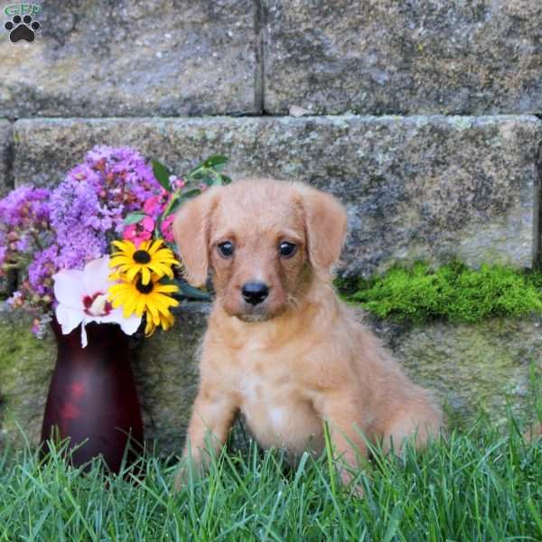 Ginger, Miniature Poodle Mix Puppy