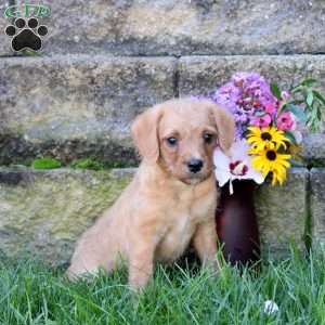 Ginger, Miniature Poodle Mix Puppy