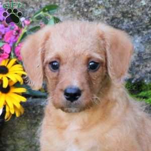 Ginger, Miniature Poodle Mix Puppy