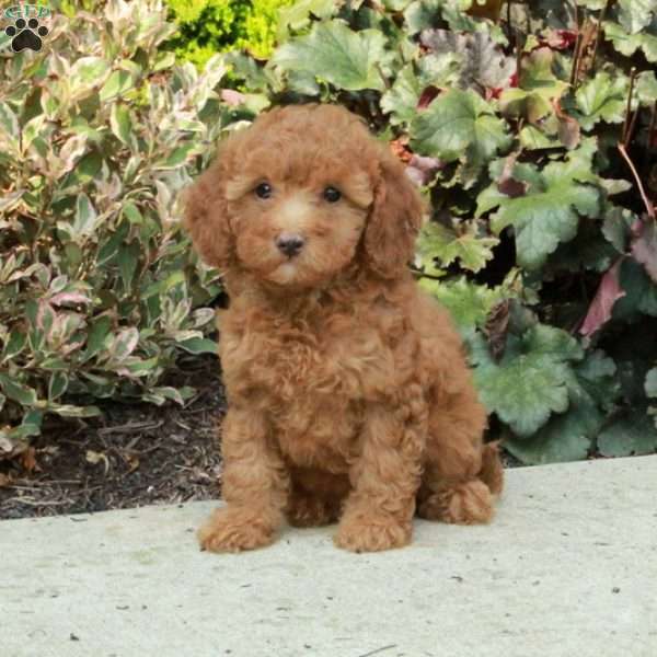 Giselle, Mini Goldendoodle Puppy