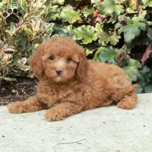 Giselle, Mini Goldendoodle Puppy
