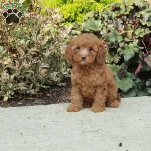 Giselle, Mini Goldendoodle Puppy