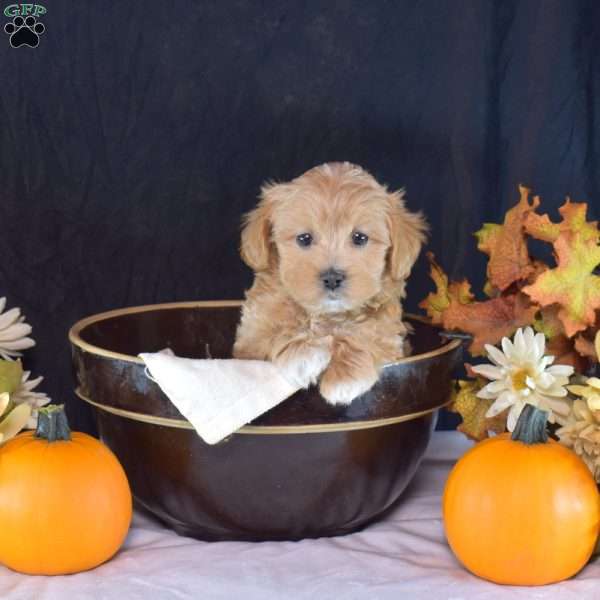 Gizmo, Yorkie Puppy