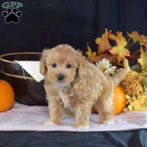 Gizmo, Yorkie Puppy