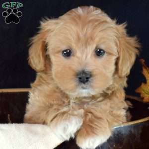 Gizmo, Yorkie Puppy