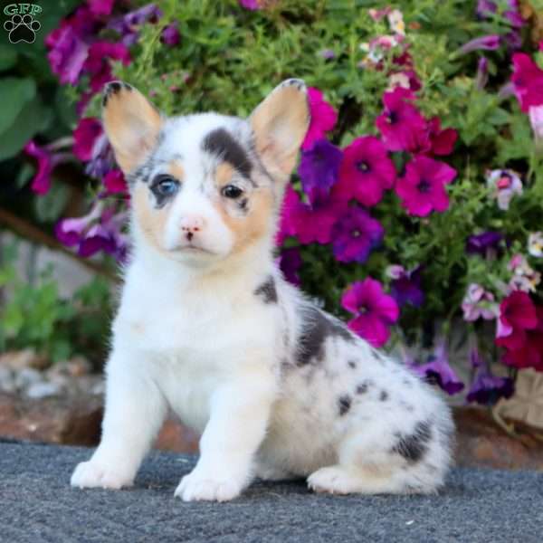 Gloria, Pembroke Welsh Corgi Puppy