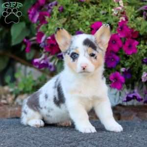 Gloria, Pembroke Welsh Corgi Puppy