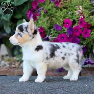 Gloria, Pembroke Welsh Corgi Puppy