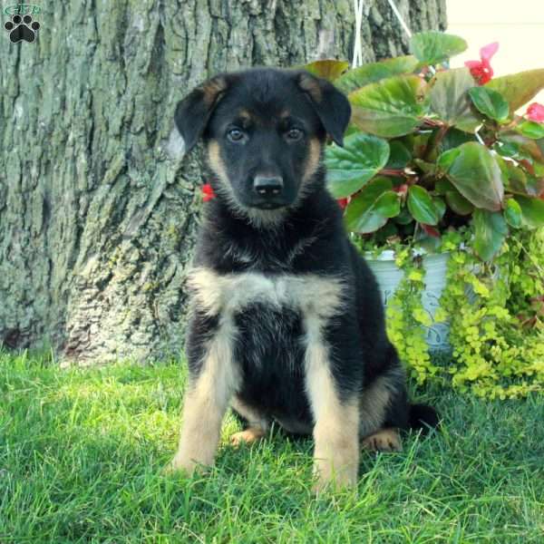 Glory, German Shepherd Puppy