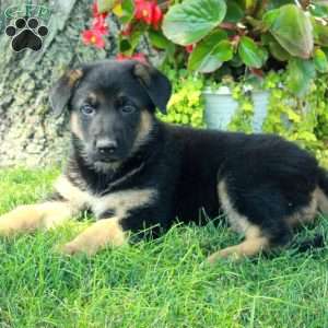 Glory, German Shepherd Puppy