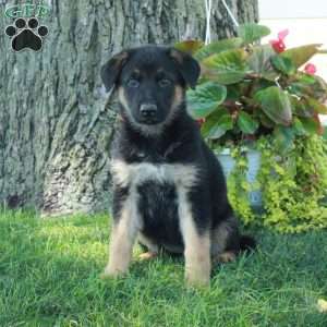Glory, German Shepherd Puppy