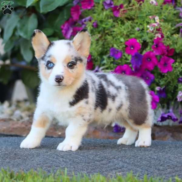 Glow, Pembroke Welsh Corgi Puppy