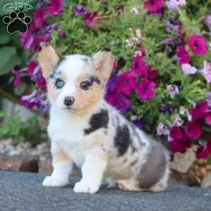 Glow, Pembroke Welsh Corgi Puppy