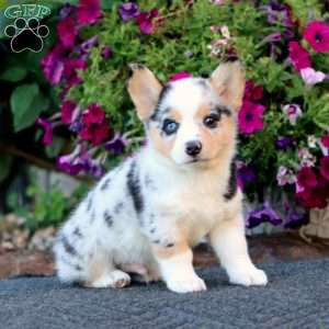 Glow, Pembroke Welsh Corgi Puppy
