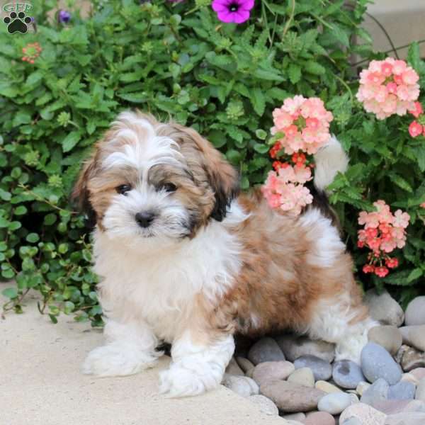 Gnocci, Teddy Bear Puppy
