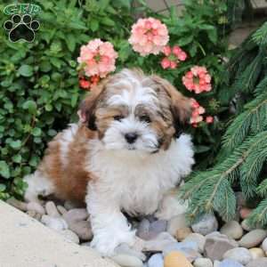 Gnocci, Teddy Bear Puppy
