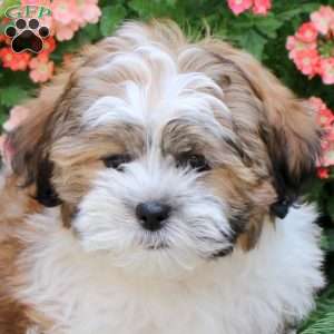 Gnocci, Teddy Bear Puppy