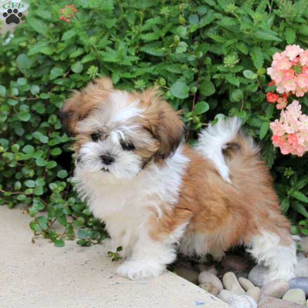 Goldie, Teddy Bear Puppy
