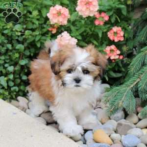 Goldie, Teddy Bear Puppy