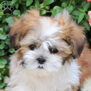 Goldie, Teddy Bear Puppy