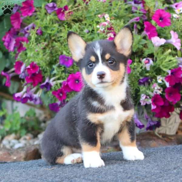 Goldie, Pembroke Welsh Corgi Puppy