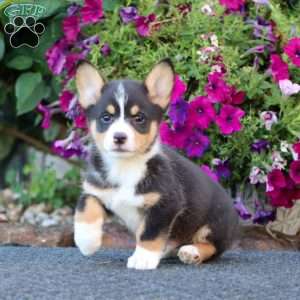 Goldie, Pembroke Welsh Corgi Puppy