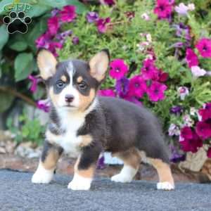 Goldie, Pembroke Welsh Corgi Puppy