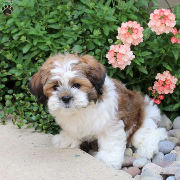 Goose, Teddy Bear Puppy