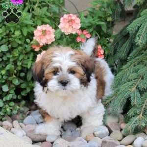 Goose, Teddy Bear Puppy