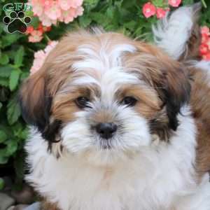 Goose, Teddy Bear Puppy