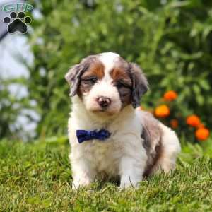 Gordon, Mini Bernedoodle Puppy